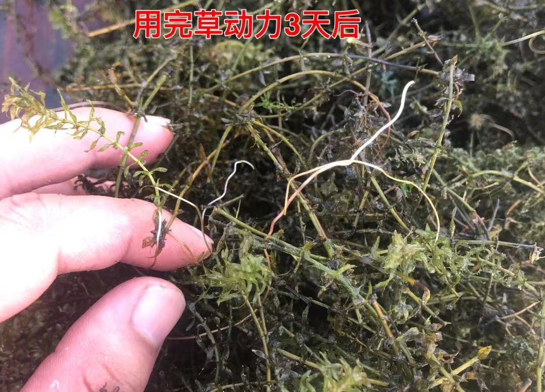 “草动力”水草有动力