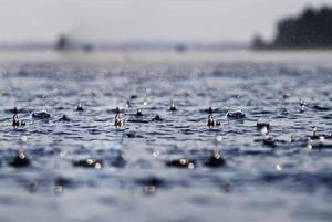 梅雨、高温阶段夹（漂）草（特别是苦草）的常见六大原因